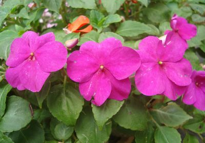 Terapias florais trazem de volta o equilíbrio e aliviam o stress