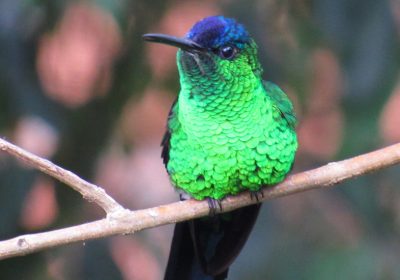Birdwatching: uma incrível viagem ao mundo dos pássaros