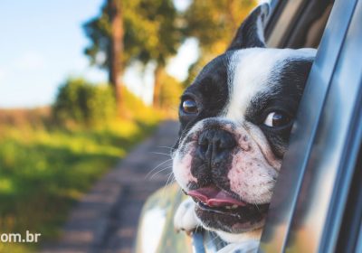 4 dicas para viajar com seu animal de estimação