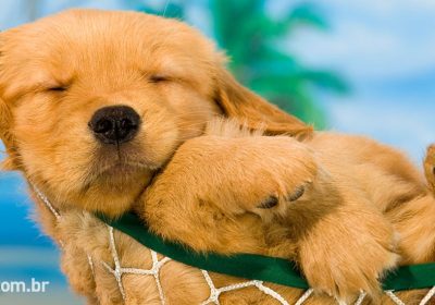Hospedagem pet friendly em Ilhabela