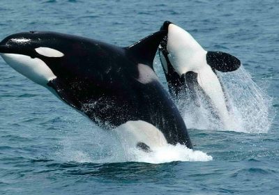 Orcas são avistadas por moradores e turistas em Ilhabela-SP