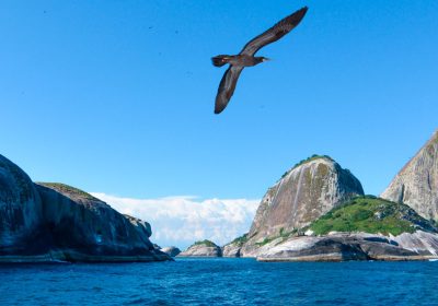 Arquipélago de Alcatrazes: novo ponto de mergulho e turismo náutico