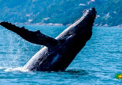 Expedição Ilhabela Alcatrazes valoriza belezas da vida marinha