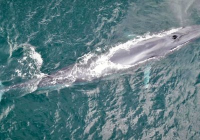 Baleia Tropical Bryde é avistada em Ilhabela: Descubra tudo sobre essa espécie fascinante