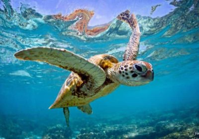 A Importância da Preservação das Tartarugas Marinhas em Ilhabela