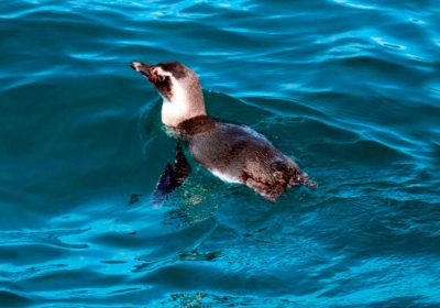 Pinguins visitam Ilhabela e o Litoral Norte em julho