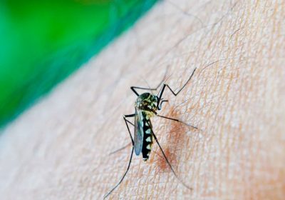 Dicas de repelente para mosquito da Dengue: proteja-se contra essa ameaça