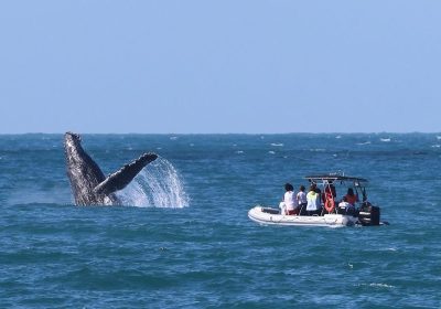 Espetáculo da natureza: temporada de baleias e golfinhos movimenta outono e inverno em Ilhabela