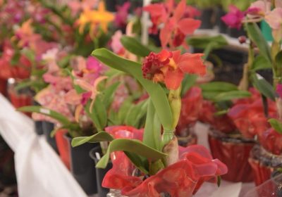 Ilhabela recebe 17ª Exposição de Orquídeas neste final de semana