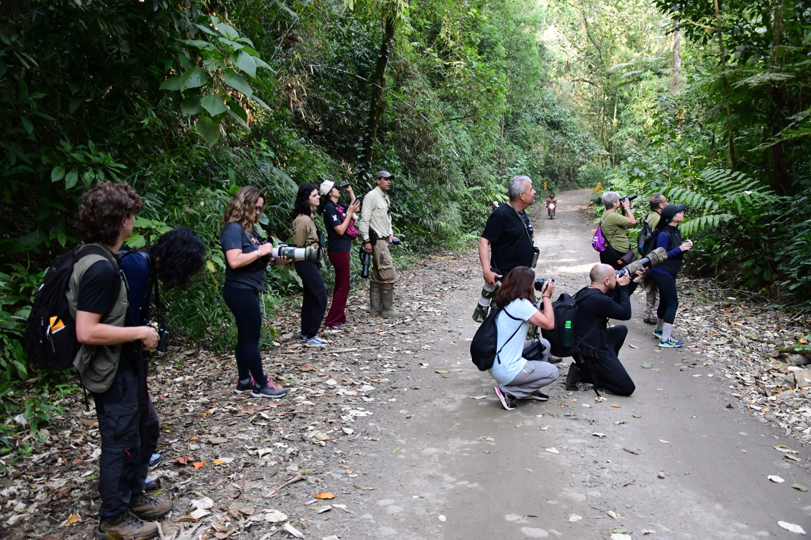 Além das atividades e palestras no Centro Cultural da Vila, Ilhabela Bird Week terá passarinhadas guiadas por especialistas em diferentes trilhas da cidade e áreas de conservação